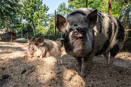 Bioprasátka: Dětenická prasátka