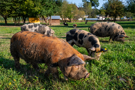 Bioprasátka: Dětenická prasátka