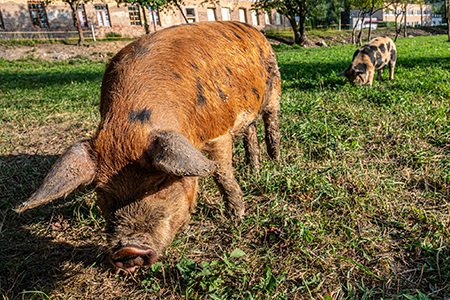 Bioprasátka: Dětenická prasátka